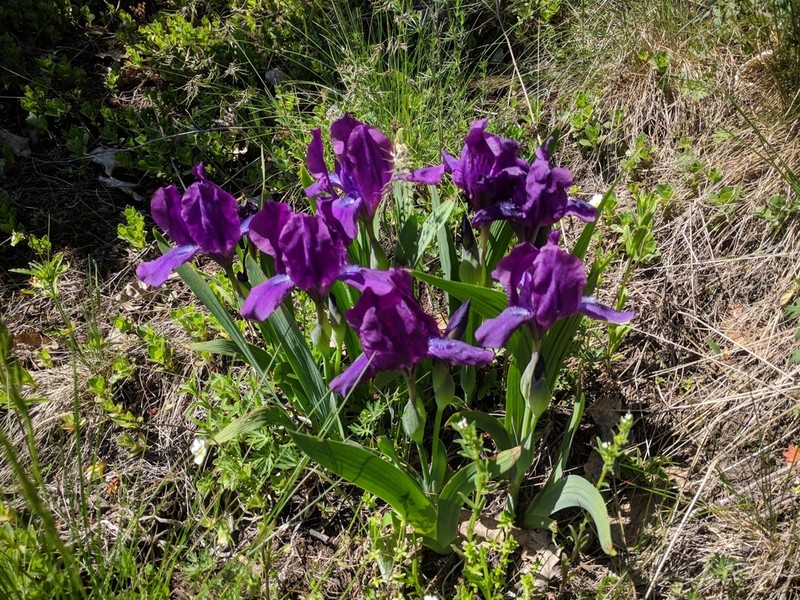 Iris furcata photo 5