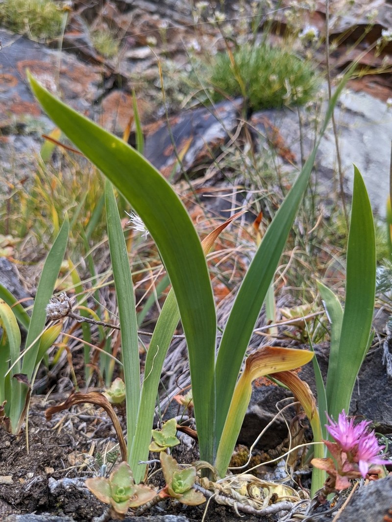 Iris furcata photo 6