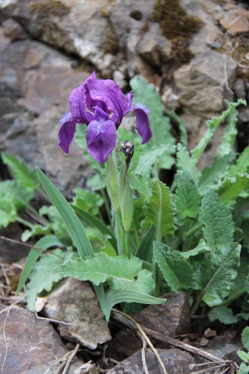 Iris furcata photo 7
