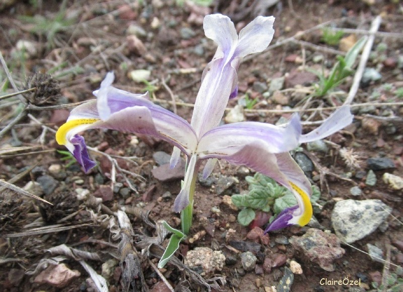 Iris galatica photo 2