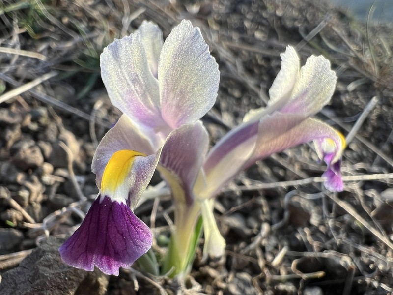 Iris galatica photo 3