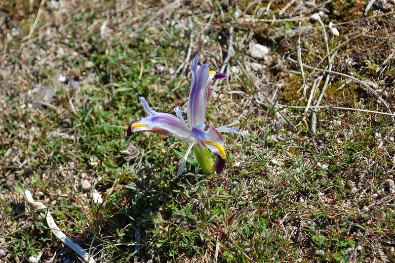 Iris galatica photo 4