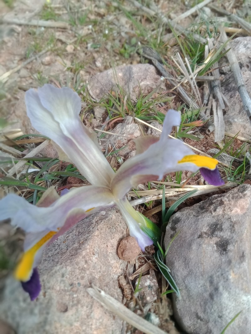 Iris galatica photo 5