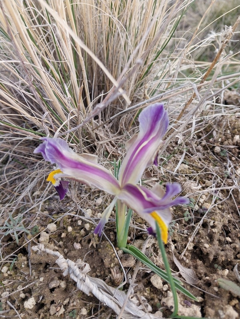 Iris galatica photo 6