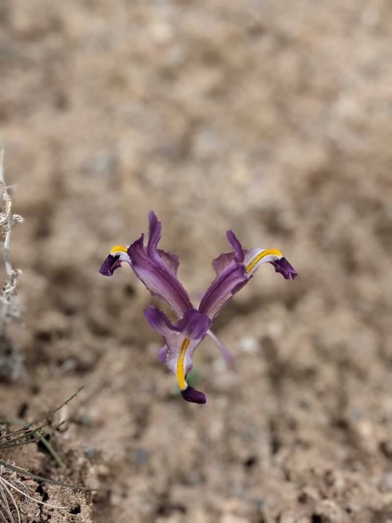 Iris galatica photo 7