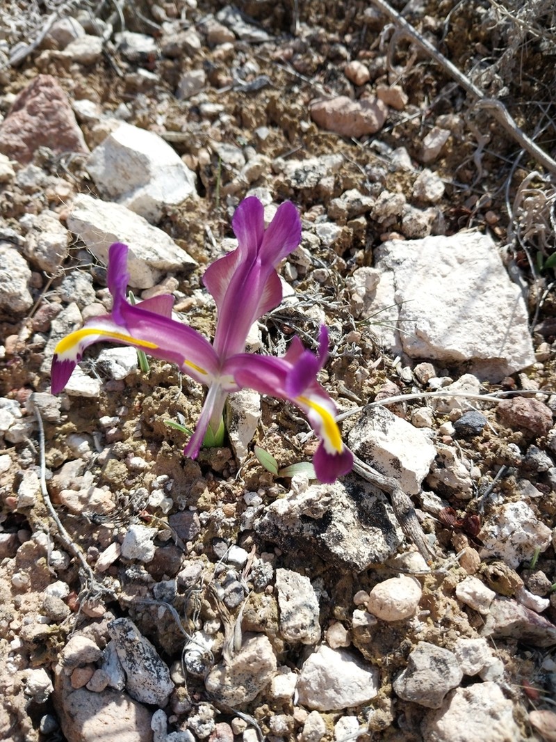 Iris galatica photo 8