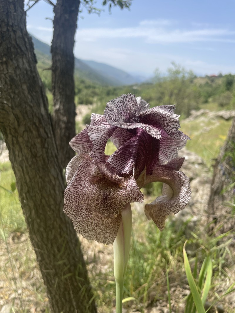 Iris gatesii photo 3
