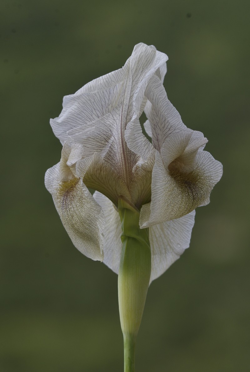 Iris gatesii