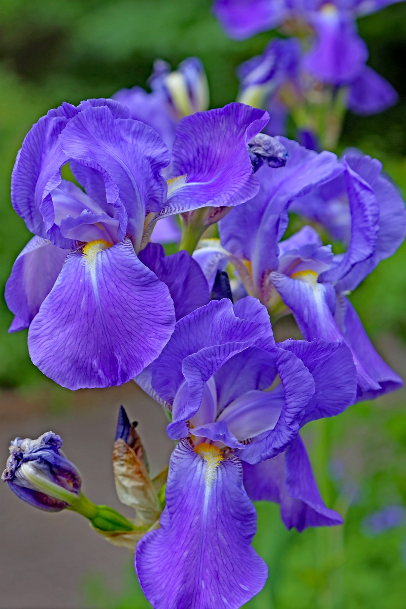 German Iris photo 3