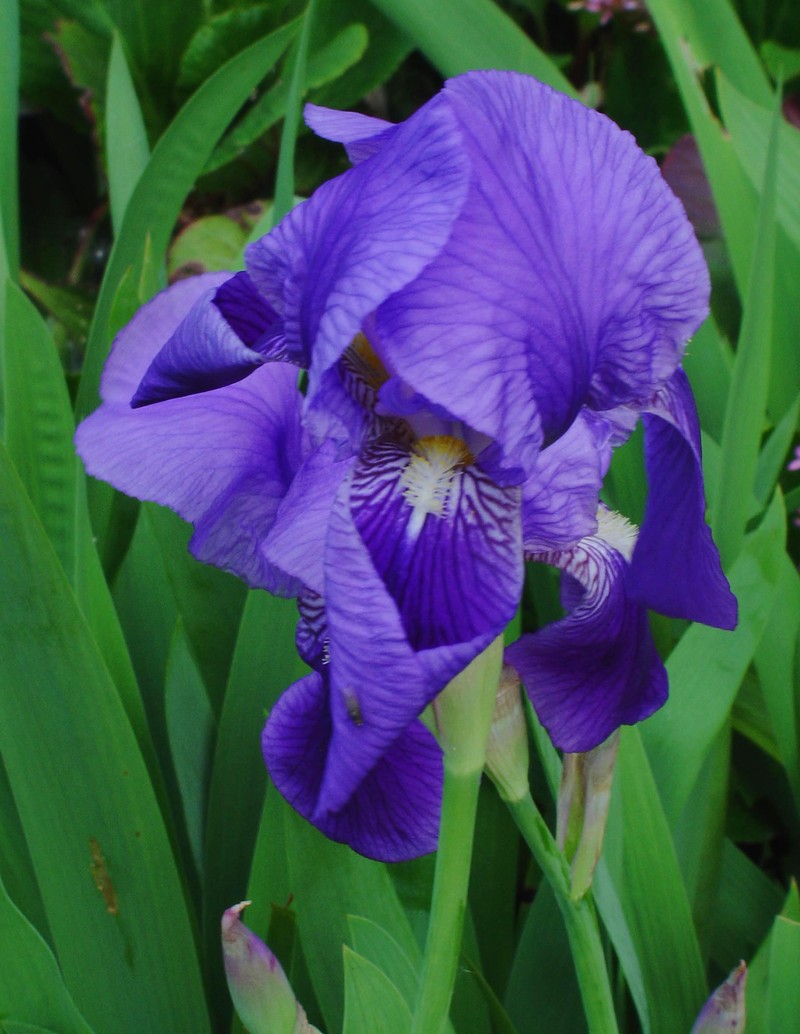 German Iris photo 2