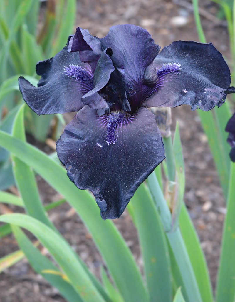 German Iris photo 4