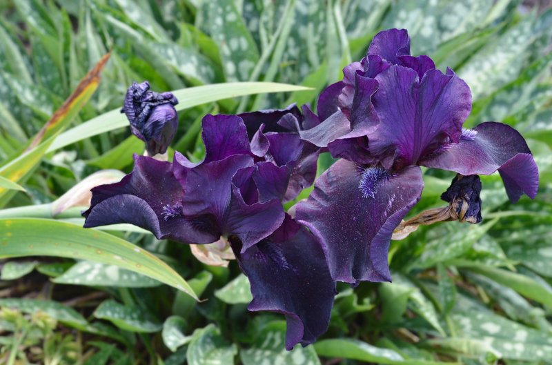 German Iris photo 5