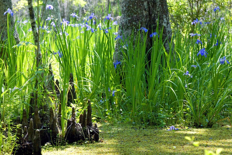 Giant Blue Iris photo 2