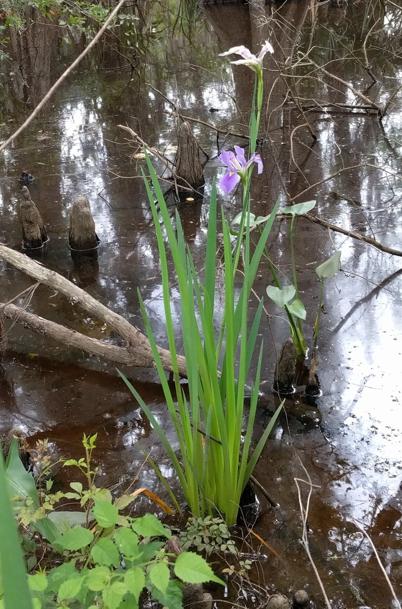 Giant Blue Iris photo 3