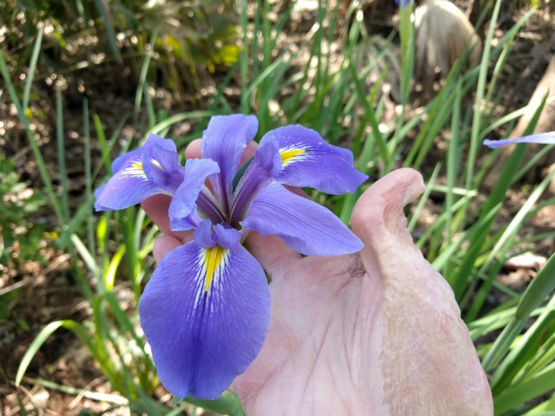 Giant Blue Iris photo 4