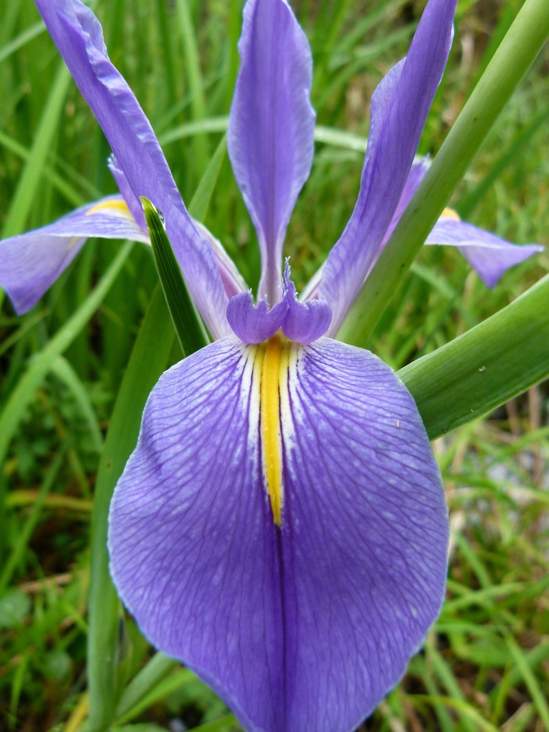 Giant Blue Iris photo 5
