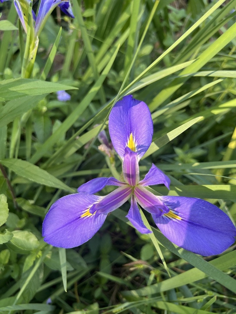 Giant Blue Iris