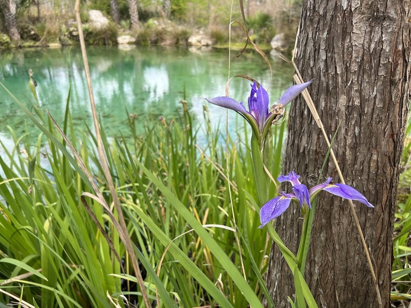 Giant Blue Iris photo 4
