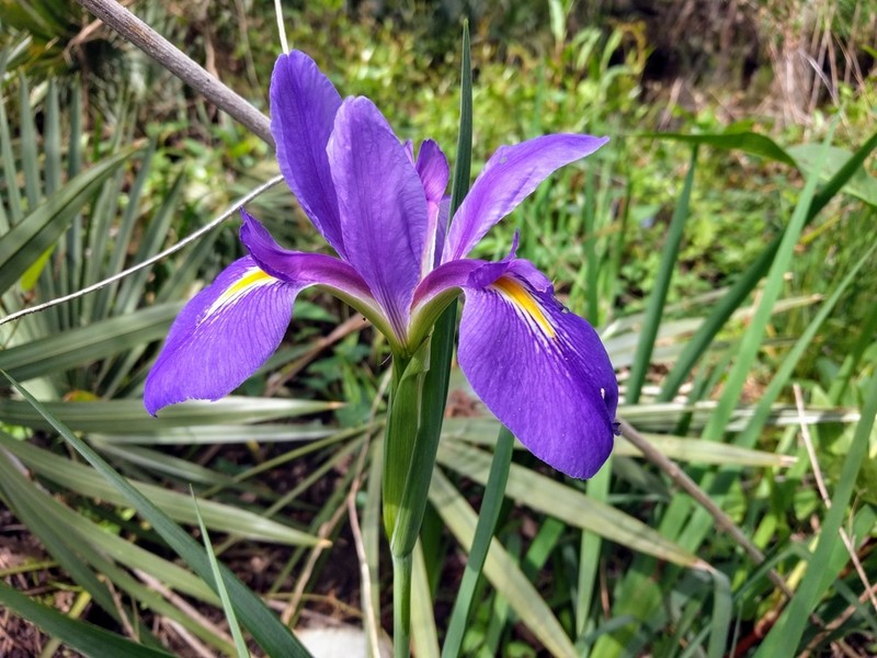 Giant Blue Iris photo 5