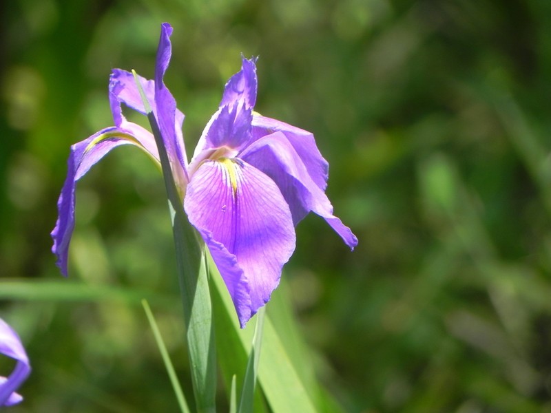 Giant Blue Iris photo 6
