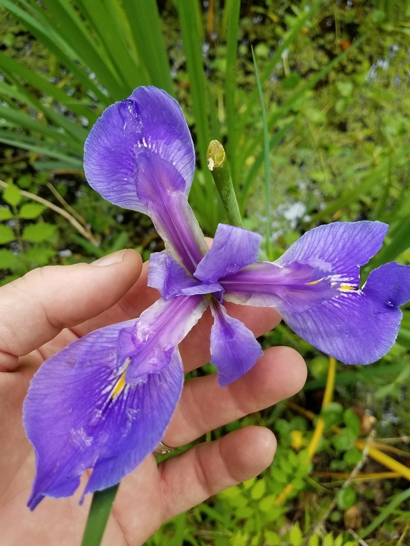 Giant Blue Iris photo 7