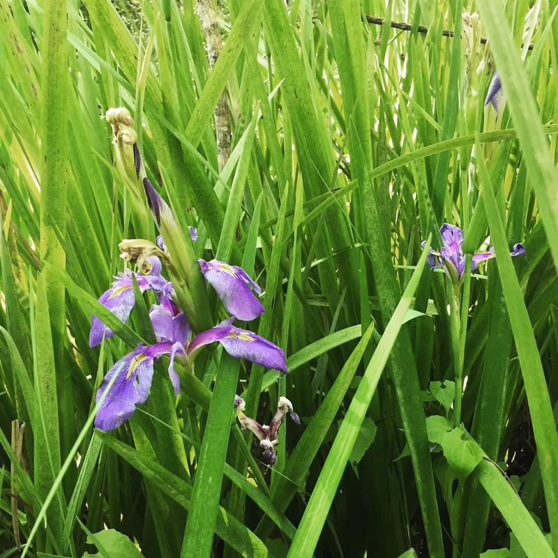 Giant Blue Iris photo 8