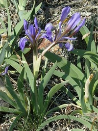 Iris glaucescens
