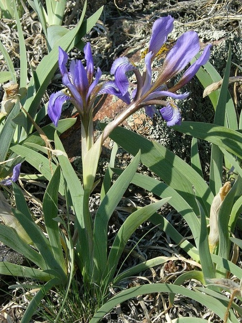 Iris glaucescens