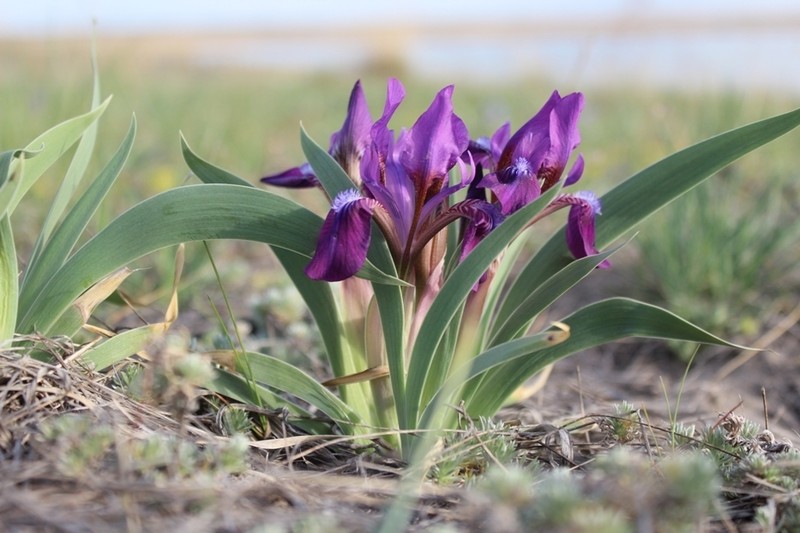 Iris glaucescens photo 2