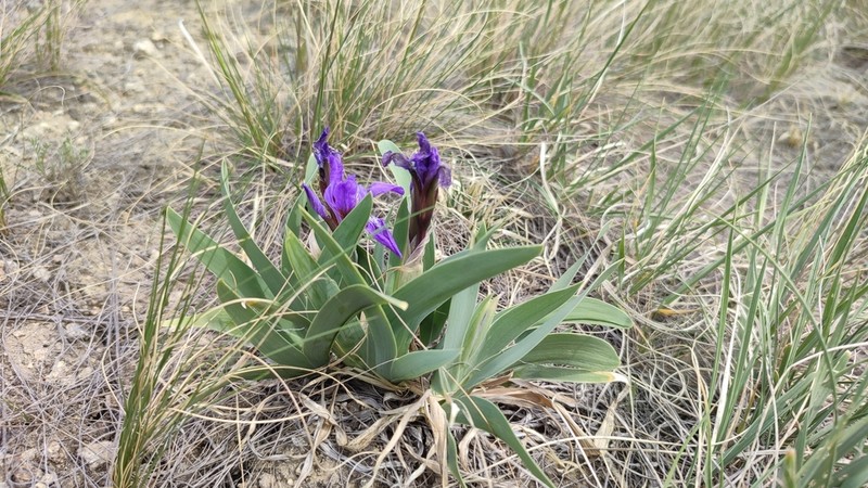 Iris glaucescens photo 3