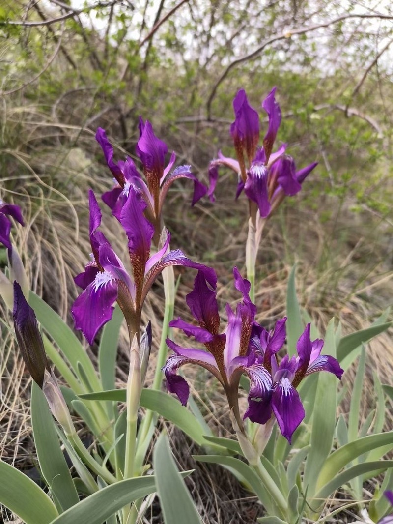 Iris glaucescens photo 4