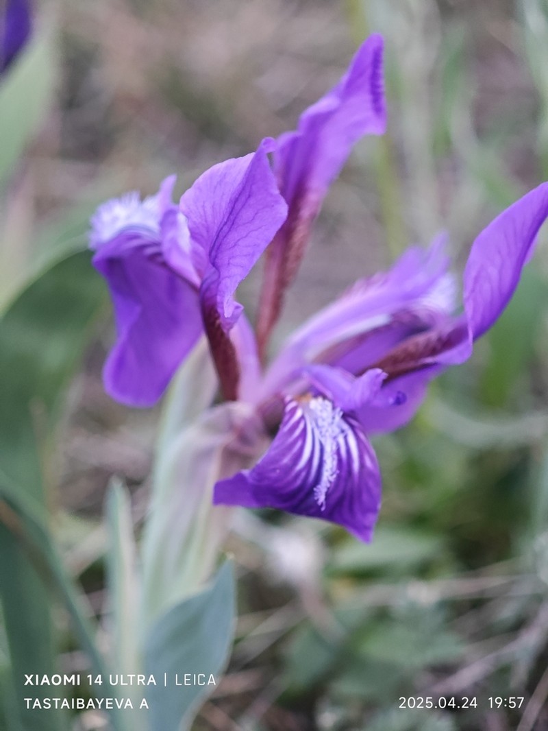 Iris glaucescens photo 5