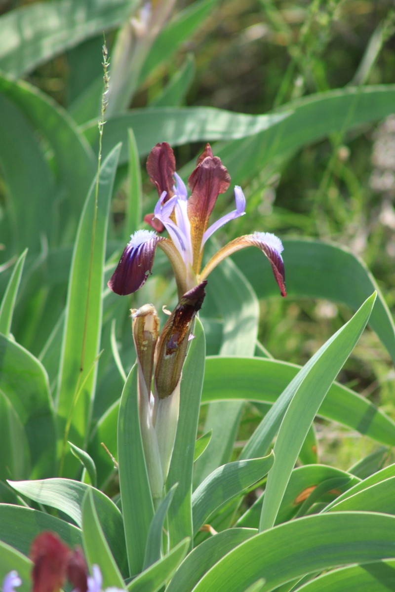 Iris glaucescens photo 6