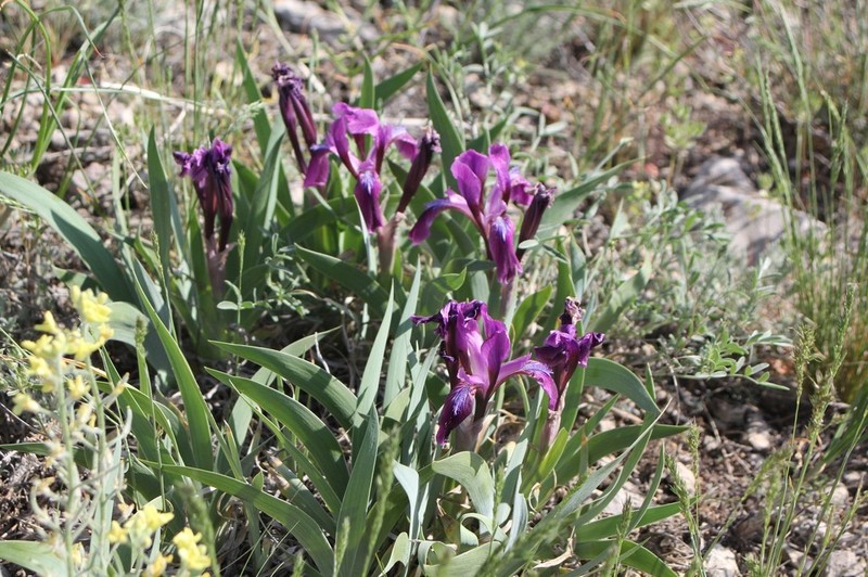 Iris glaucescens photo 7