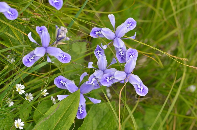 Iris goniocarpa
