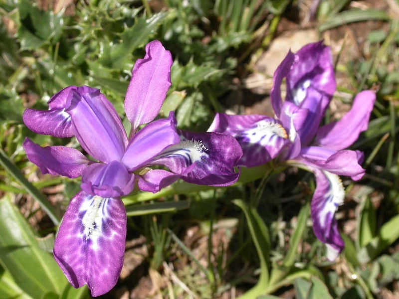 Iris goniocarpa photo 2