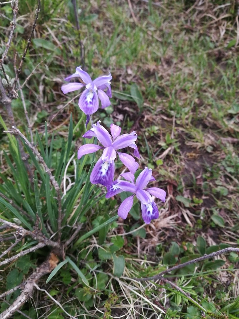 Iris goniocarpa photo 3