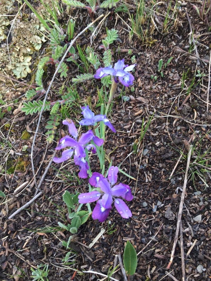 Iris goniocarpa photo 4