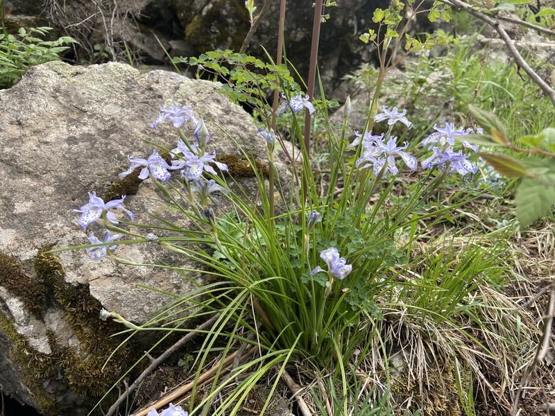 Iris goniocarpa photo 5
