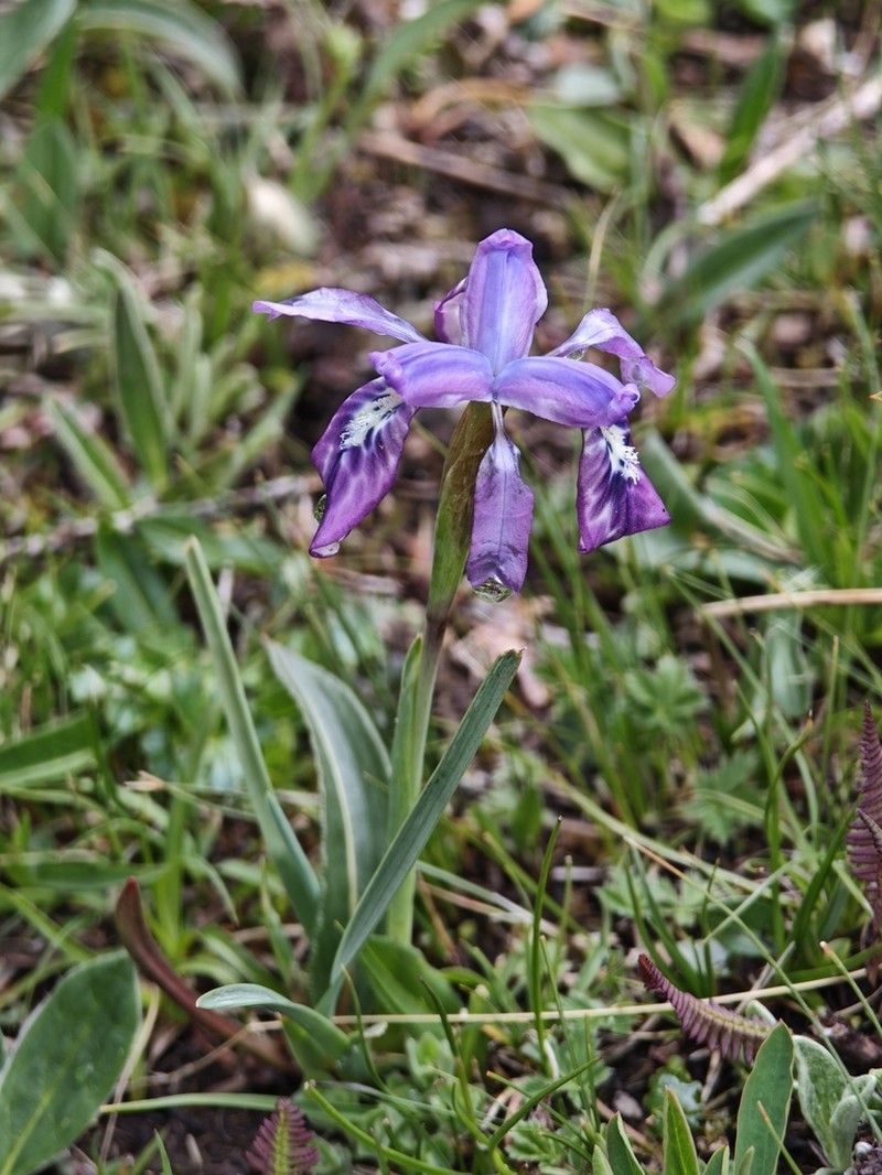 Iris goniocarpa photo 6