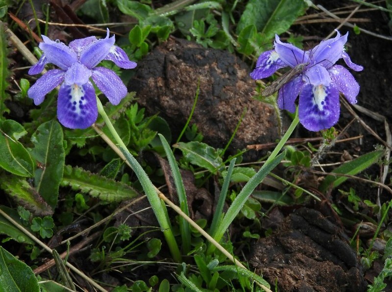 Iris goniocarpa photo 7