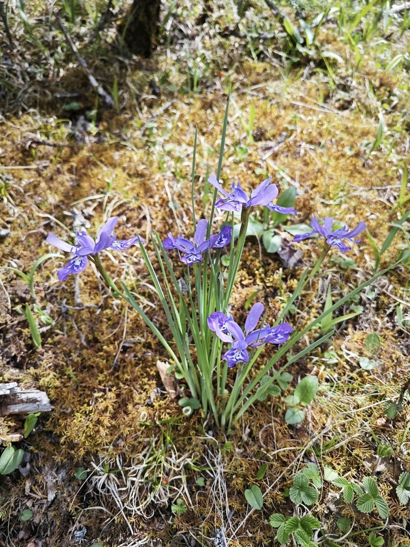 Iris goniocarpa photo 8