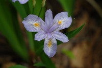 Iris gracilipes