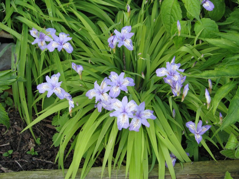 Iris gracilipes photo 2