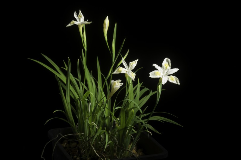 Iris gracilipes photo 3