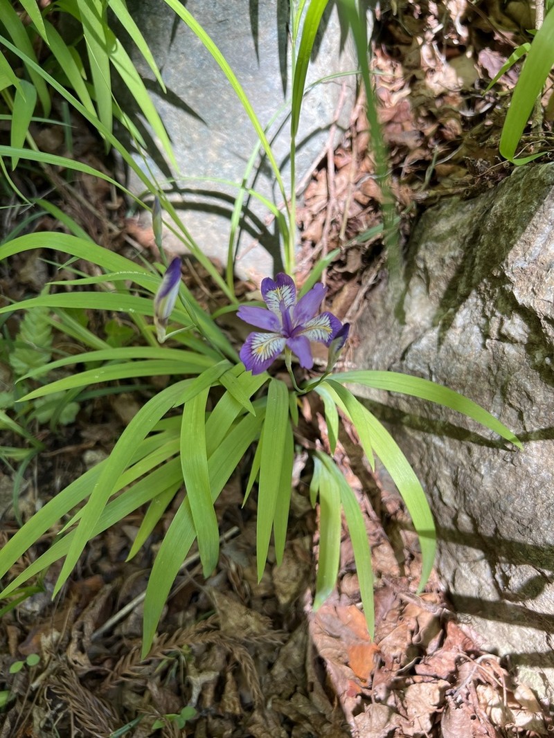 Iris gracilipes photo 4