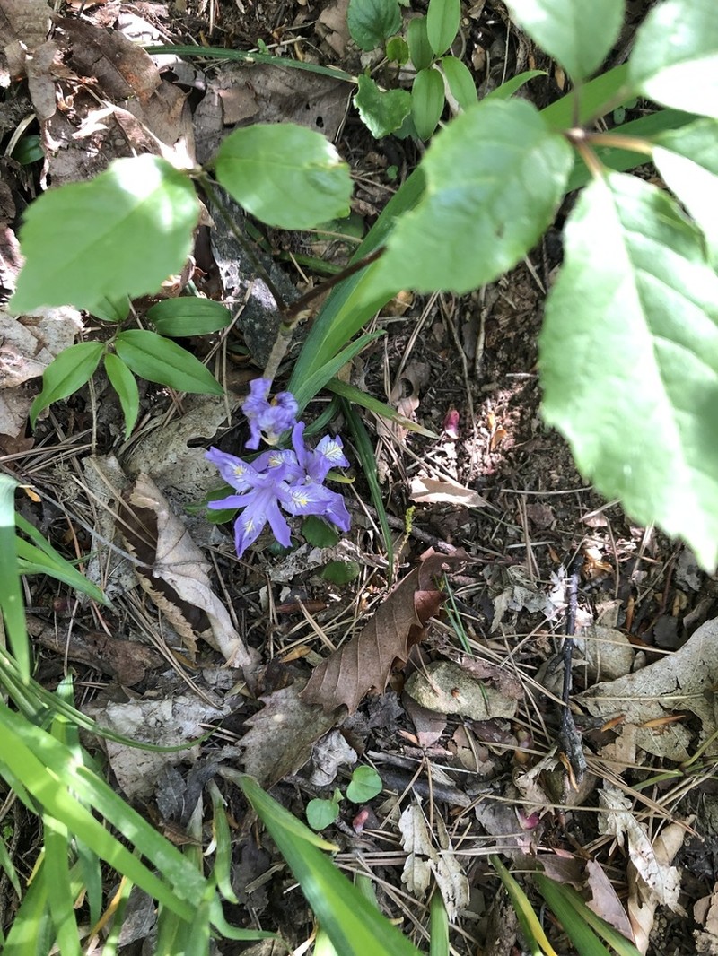 Iris gracilipes photo 5