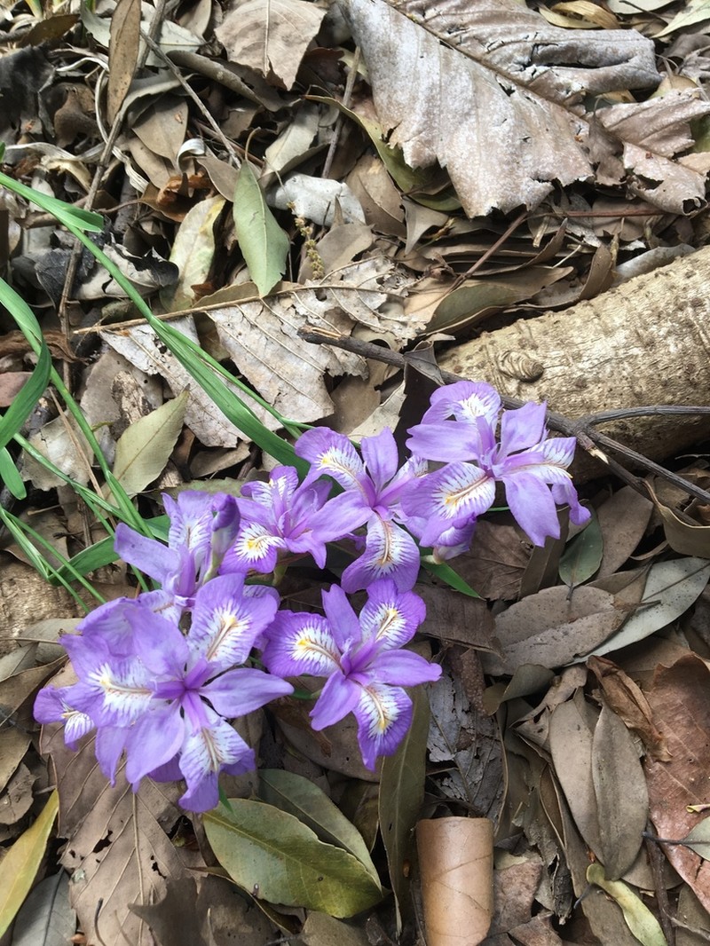 Iris gracilipes photo 6