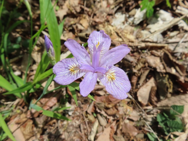 Iris gracilipes photo 7