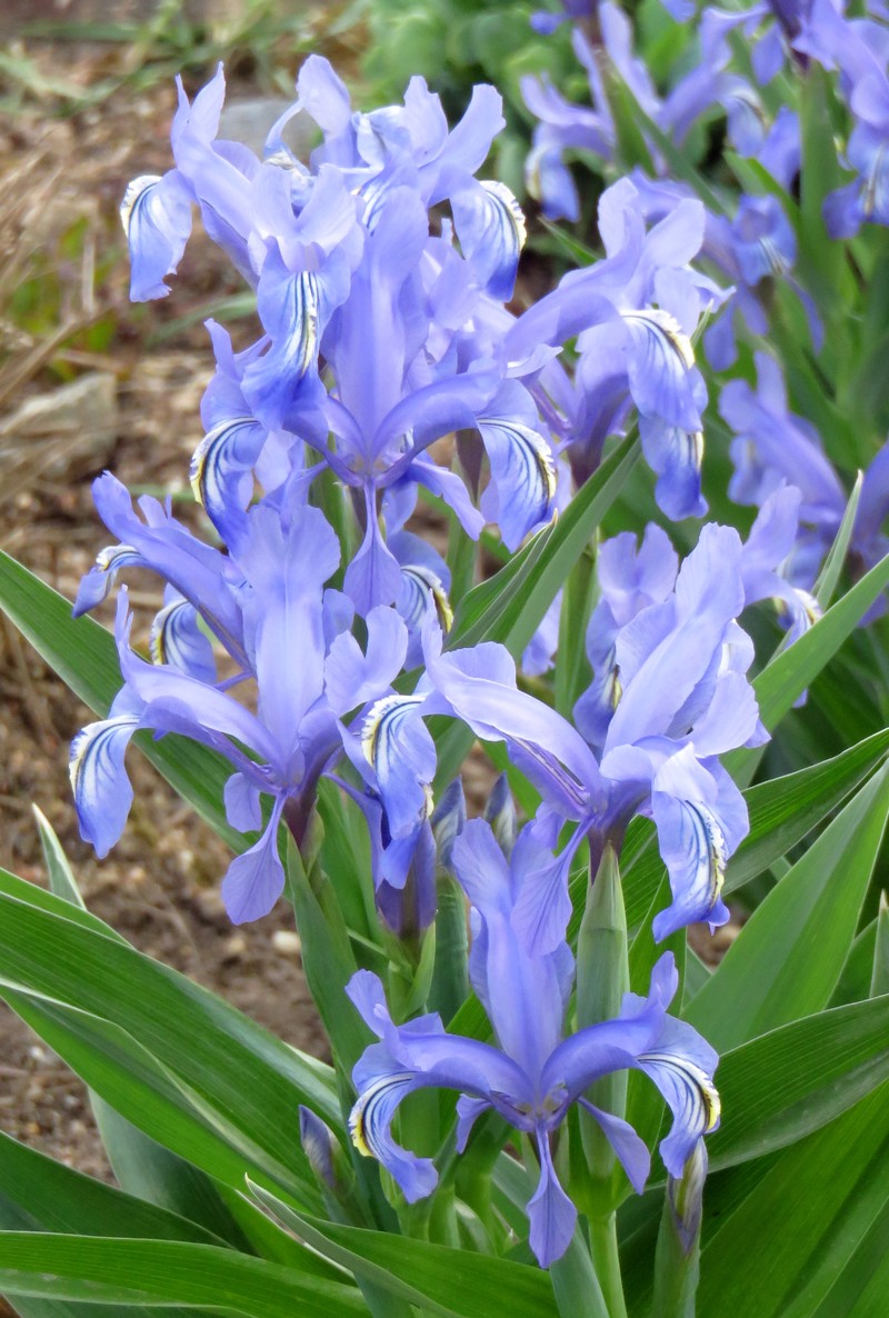 Iris graeberiana